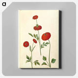 アートパネル-Ranunculus Asiaticus
 - マリア ジビーラ メーリアン Canvas.