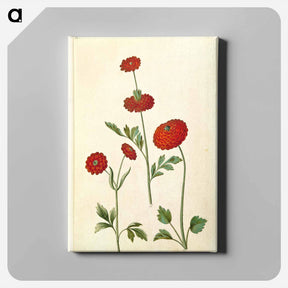 アートパネル-Ranunculus Asiaticus
 - マリア ジビーラ メーリアン Canvas.