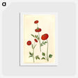 アートポストカード-Ranunculus Asiaticus
 - マリア ジビーラ メーリアン Postcard.
