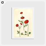 アートポストカード-Ranunculus Asiaticus
 - マリア ジビーラ メーリアン Postcard.