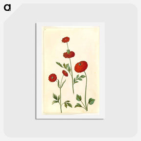 アートポストカード-Ranunculus Asiaticus
 - マリア ジビーラ メーリアン Postcard.