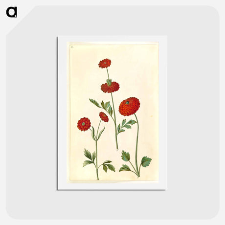 アートポストカード-Ranunculus Asiaticus
 - マリア ジビーラ メーリアン Postcard.