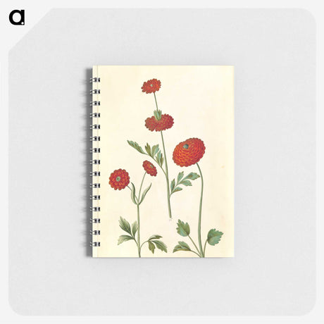 2-100_Maria-Sibylla-Merian_memo