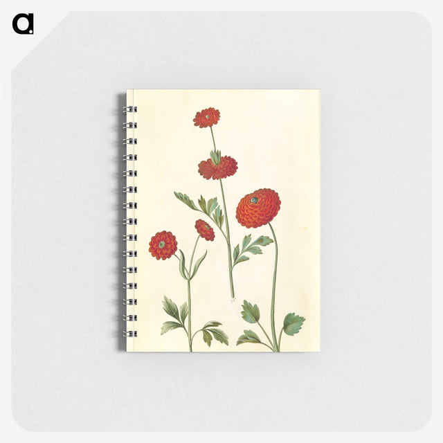 2-100_Maria-Sibylla-Merian_memo
