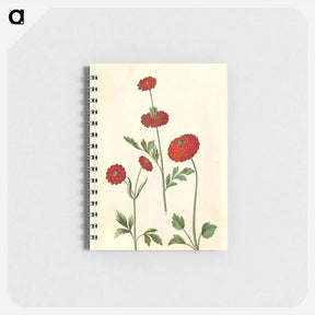 アートメモ帳-Ranunculus Asiaticus
 - マリア ジビーラ メーリアン Memo.
