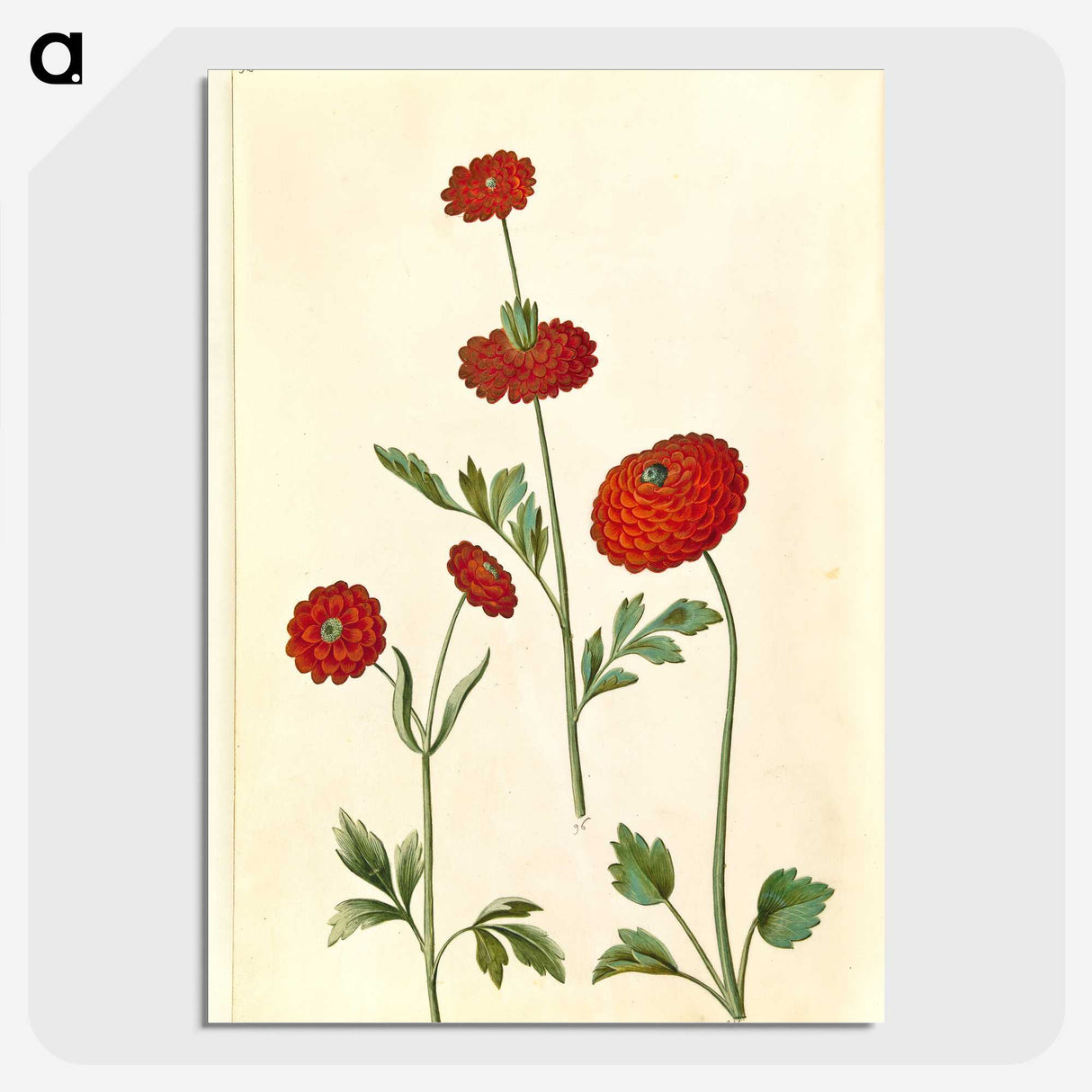 2-100_Maria-Sibylla-Merian_picture-crop