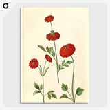 2-100_Maria-Sibylla-Merian_picture-crop