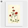 2-100_Maria-Sibylla-Merian_picture