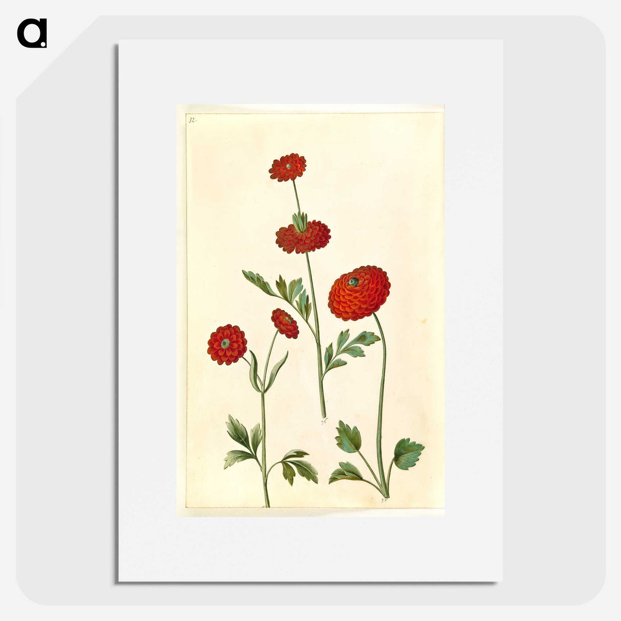 2-100_Maria-Sibylla-Merian_picture