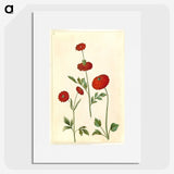 2-100_Maria-Sibylla-Merian_picture