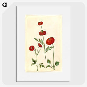 2-100_Maria-Sibylla-Merian_picture