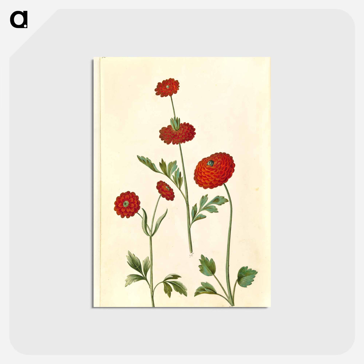 アートポストカード-Ranunculus Asiaticus
 - マリア ジビーラ メーリアン Postcard.