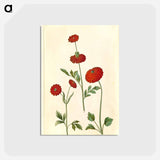 アートポストカード-Ranunculus Asiaticus
 - マリア ジビーラ メーリアン Postcard.