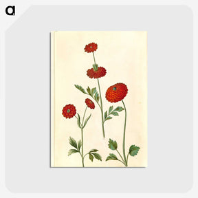 2-100_Maria-Sibylla-Merian_postcard