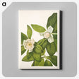 2-100_Mary-Vaux-Walcott_canvas