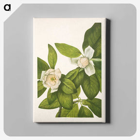 2-100_Mary-Vaux-Walcott_canvas