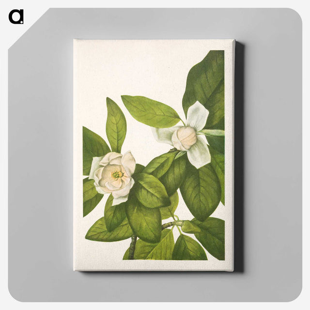 2-100_Mary-Vaux-Walcott_canvas