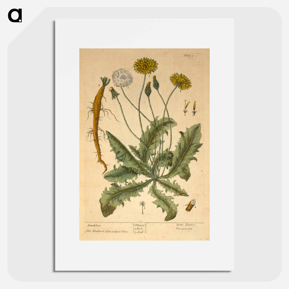 アートポスター-Dens leonis, taraxcum
 - 国立医学図書館 Poster.