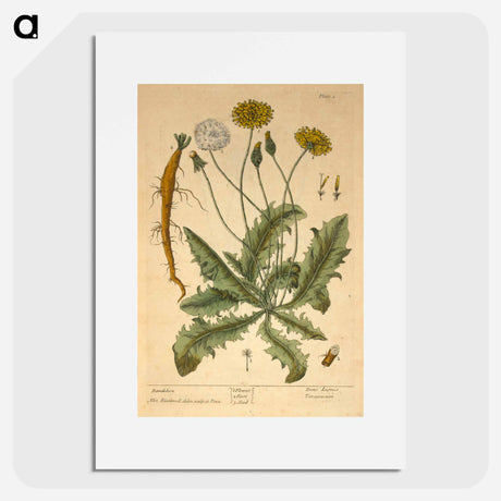 アートポスター-Dens leonis, taraxcum
 - 国立医学図書館 Poster.