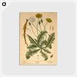 アートポストカード-Dens leonis, taraxcum
 - 国立医学図書館 Postcard.