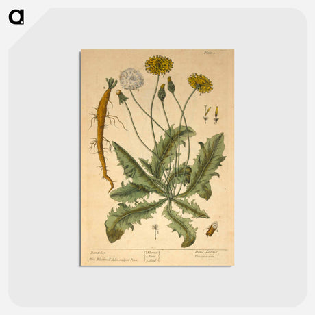 アートポストカード-Dens leonis, taraxcum
 - 国立医学図書館 Postcard.