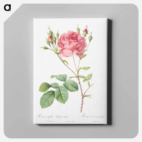 アートパネル-Cumberland Rose - ピエール ジョゼフ ルドゥーテ Canvas.