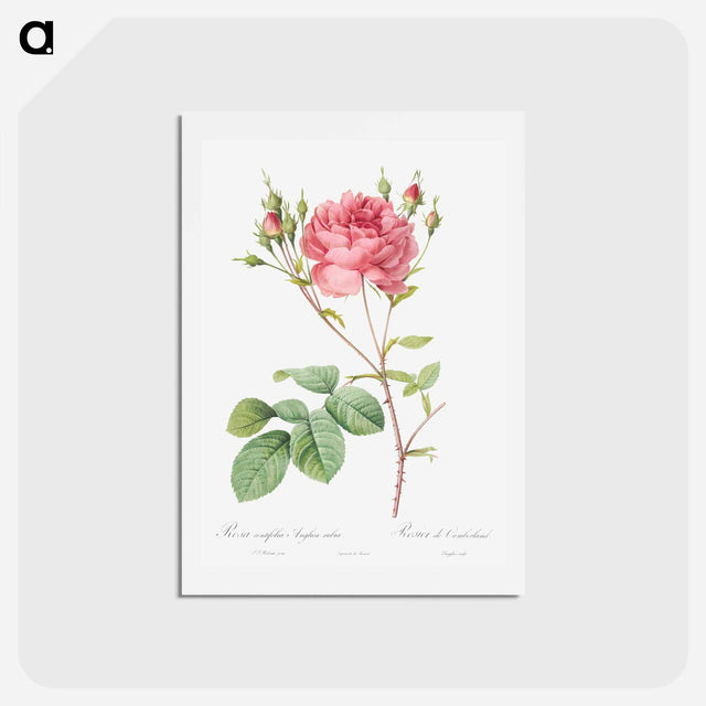 アートポストカード-Cumberland Rose - ピエール ジョゼフ ルドゥーテ Postcard.
