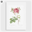 2-100_Pierre-Joseph-Redoute_picture