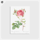 アートポストカード-Cumberland Rose - ピエール ジョゼフ ルドゥーテ Postcard.