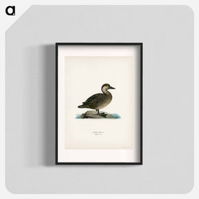 アートポスター-Black Scoter Female
 - スヴェンスカ フォグラル Poster.