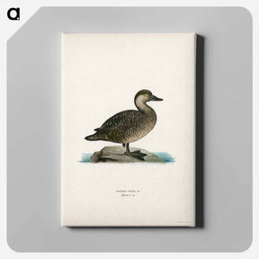 アートパネル-Black Scoter Female
 - スヴェンスカ フォグラル Canvas.