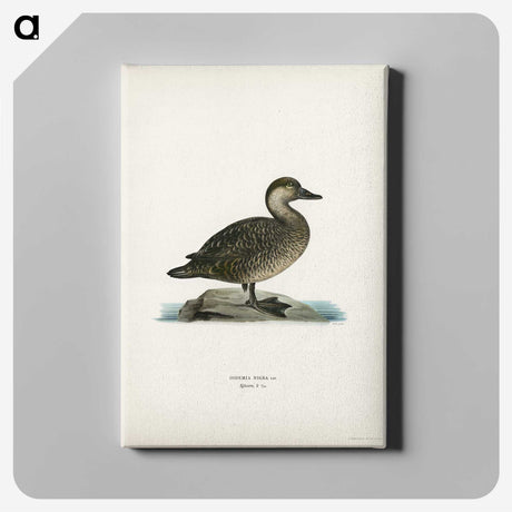 2-100_Svenska-Faglar_canvas