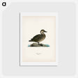 アートポストカード-Black Scoter Female
 - スヴェンスカ フォグラル Postcard.