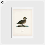 アートポストカード-Black Scoter Female
 - スヴェンスカ フォグラル Postcard.