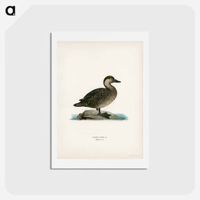 アートポストカード-Black Scoter Female
 - スヴェンスカ フォグラル Postcard.