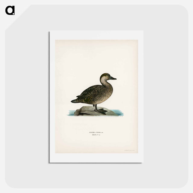 アートポストカード-Black Scoter Female
 - スヴェンスカ フォグラル Postcard.