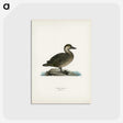 2-100_Svenska-Faglar_postcard