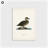 アートポストカード-Black Scoter Female
 - スヴェンスカ フォグラル Postcard.