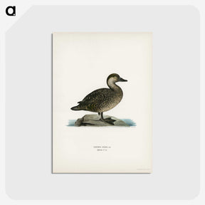2-100_Svenska-Faglar_postcard