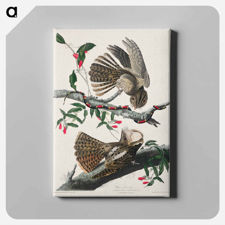 アートパネル-Chuck-will's Widow from Birds of America
 - アメリカの鳥たち Canvas.