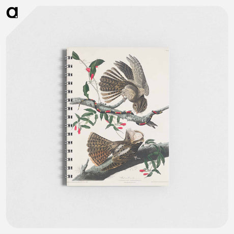 アートメモ帳-Chuck-will's Widow from Birds of America
 - アメリカの鳥たち Memo.