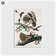 アートポストカード-Chuck-will's Widow from Birds of America
 - アメリカの鳥たち Postcard.