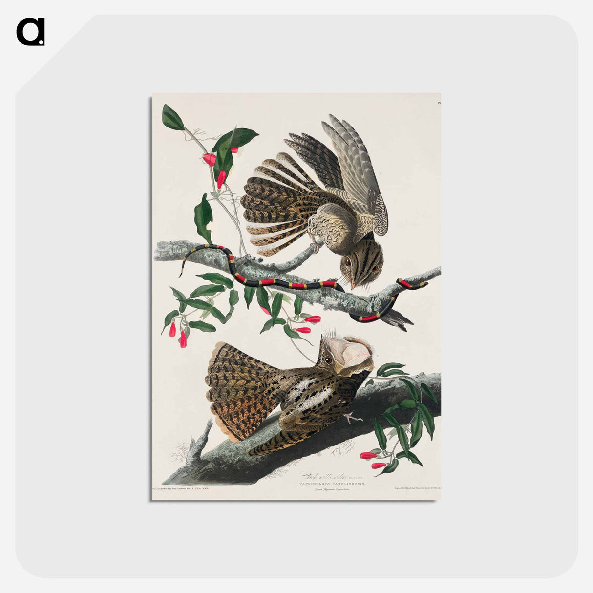 アートポストカード-Chuck-will's Widow from Birds of America
 - アメリカの鳥たち Postcard.