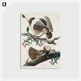 アートポストカード-Chuck-will's Widow from Birds of America
 - アメリカの鳥たち Postcard.