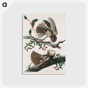 アートポストカード-Chuck-will's Widow from Birds of America
 - アメリカの鳥たち Postcard.