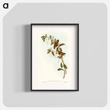 Red-lored Pardalote
 - オーストラリアの鳥 Poster.