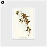 アートポストカード-Red-lored Pardalote
 - オーストラリアの鳥 Postcard.
