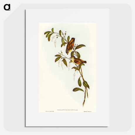 アートポスター-Red-lored Pardalote
 - オーストラリアの鳥 Poster.