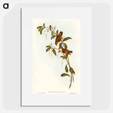 Red-lored Pardalote
 - オーストラリアの鳥 Poster.