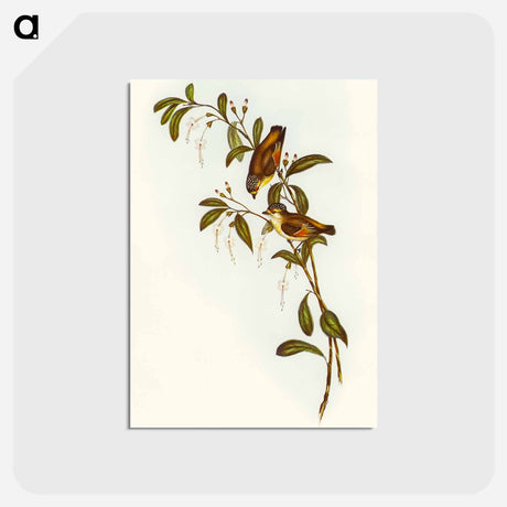 アートポストカード-Red-lored Pardalote
 - オーストラリアの鳥 Postcard.